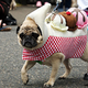 Illustration for article titled Highlights From "Puglandia," Oregon's Annual Pug Crawl